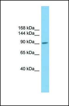 Anti-PIWIL2, (N-terminal) antibody produced in