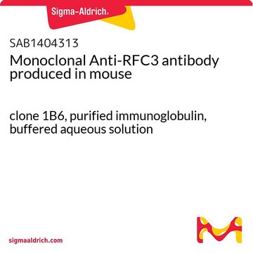 Monoclonal Anti-RFC3 antibody produced in