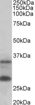Anti-C16orf57 antibody produced in goat