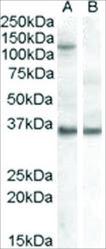 Anti-EIF2C1 antibody produced in goat
