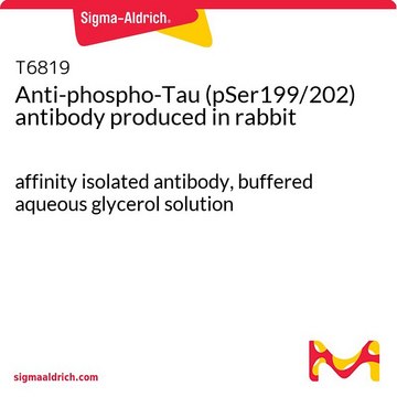Anti-phospho-Tau (pSer199/202) antibody produced in