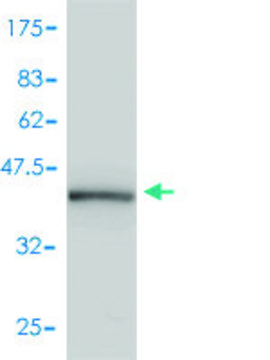 Monoclonal Anti-PPIA antibody produced in