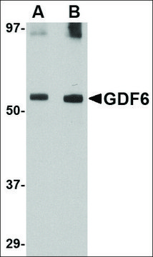 Anti-GDF6 antibody produced in rabbit