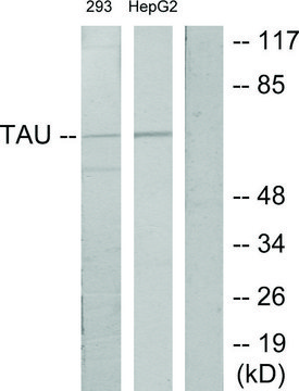 Anti-TAU antibody produced in rabbit