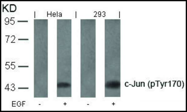 Anti-phospho-JUN (pTyr¹??) antibody produced in