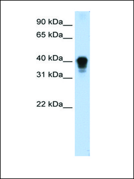 Anti-TIA1 antibody produced in rabbit