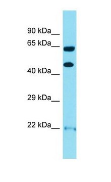 Anti-OPRK1 antibody produced in rabbit
