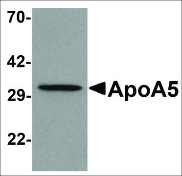 Anti-APOA5 antibody produced in rabbit