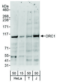 Rabbit anti-ORC1 Antibody, Affinity Purified