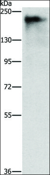 Anti-ATAD5 antibody produced in rabbit