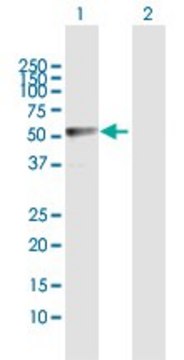 Anti-LDHD antibody produced in rabbit