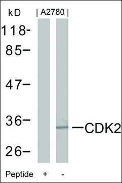 Anti-CDK2 (Ab-160) antibody produced in