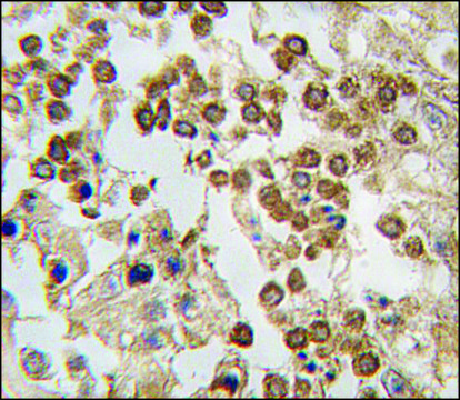 Anti-BCAS3 (C-term) antibody produced in