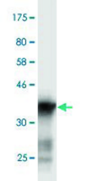 Monoclonal Anti-SCN3A antibody produced in