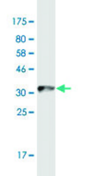 Monoclonal Anti-RGMA antibody produced in