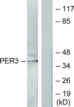 Anti-PER3 antibody produced in rabbit
