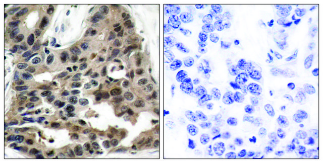 Anti-4E-BP1 antibody produced in rabbit