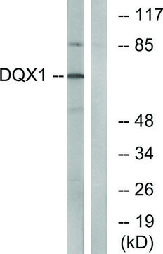 Anti-DQX1 antibody produced in rabbit