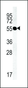 ANTI-TMM79 (C-TERMINAL) antibody produced in