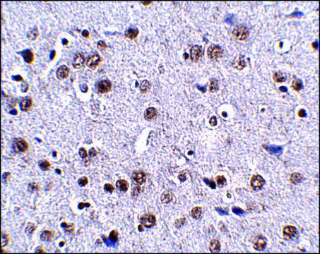 Anti-LRFN4 antibody produced in rabbit
