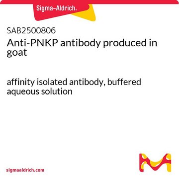 Anti-PNKP antibody produced in goat