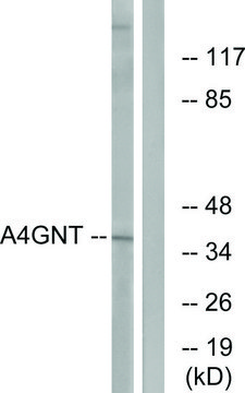 Anti-A4GNT antibody produced in rabbit