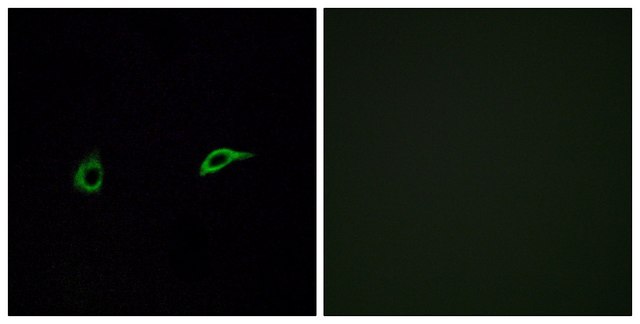 Anti-OR2C1 antibody produced in rabbit