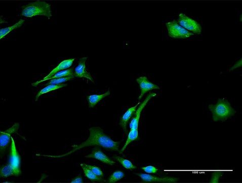 Anti-GNPAT antibody produced in rabbit