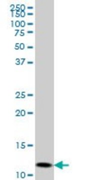 Monoclonal Anti-GHRL antibody produced in