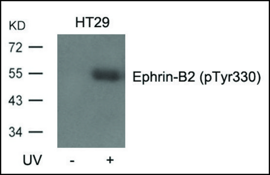 Anti-Ephrin-B2 (pTyr³³?) antibody produced in