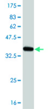 ANTI-BRAF antibody produced in mouse