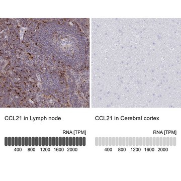 Anti-CCL21 antibody produced in rabbit