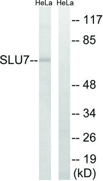 Anti-SLU7 antibody produced in rabbit