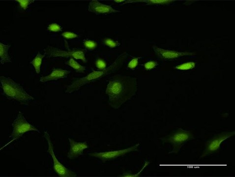 Anti-DTL antibody produced in rabbit