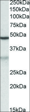 Anti-MOB2 antibody produced in goat