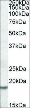 Anti-HMGA2 antibody produced in goat