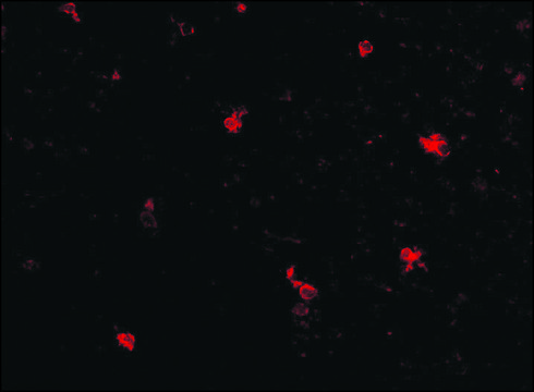 Anti-FEZ2 (ab1) antibody produced in