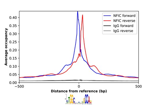 Anti-NFIC antibody produced in rabbit