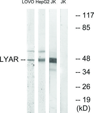 Anti-LYAR antibody produced in rabbit