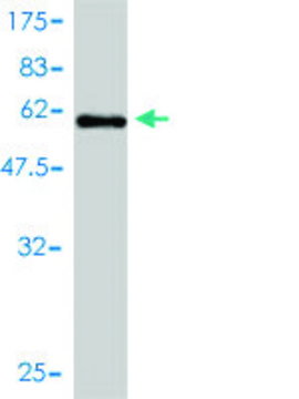 Monoclonal Anti-ICOSLG antibody produced in