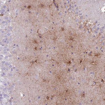 Anti-MTSS1L antibody produced in rabbit