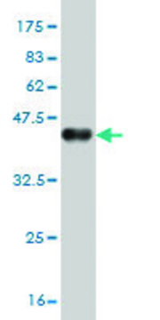 Monoclonal Anti-GLP2R antibody produced in