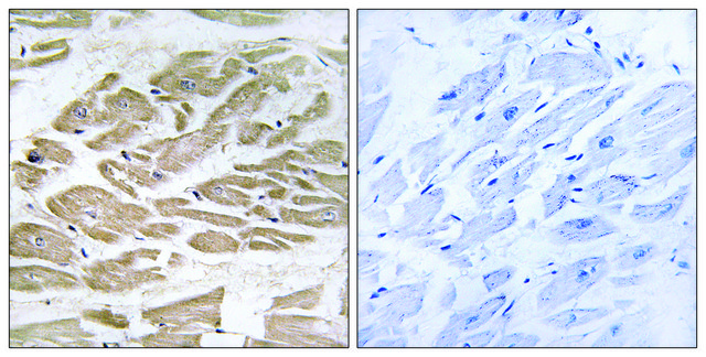 Anti-BRP44L antibody produced in rabbit