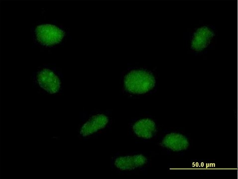 Anti-PHF19 antibody produced in mouse