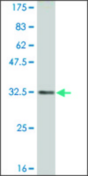 Monoclonal Anti-RETN antibody produced in