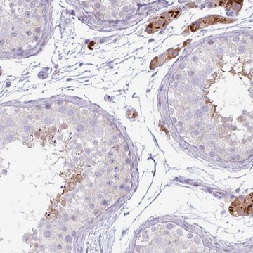 Anti-IRGC antibody produced in rabbit