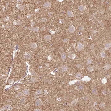 Anti-FLRT1 antibody produced in rabbit