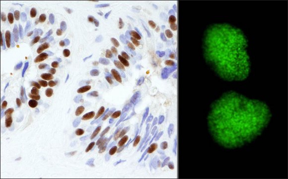 Rabbit anti-KAP-1 Antibody, Affinity Purified