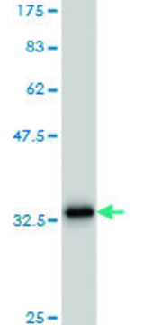 Monoclonal Anti-SCGB3A2 antibody produced in
