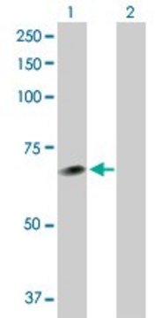 Anti-NEK11 antibody produced in rabbit